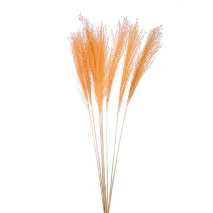 Picture of DRIED FLOWERS - MISCANTHUS (10 STEMS) ORANGE