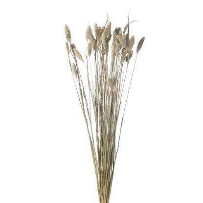 Picture of DRIED FLOWERS - PHALARIS (APPROX. 50 STEMS) NATURAL