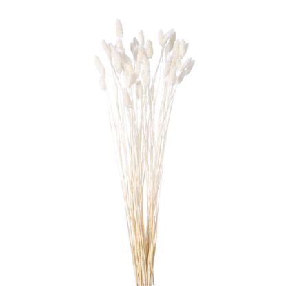 Picture of DRIED FLOWERS - PHALARIS (APPROX. 50 STEMS) IVORY/WHITE