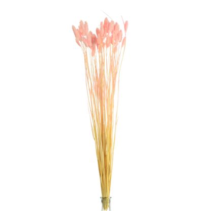 Picture of DRIED FLOWERS - PHALARIS (APPROX. 50 STEMS) LIGHT PINK