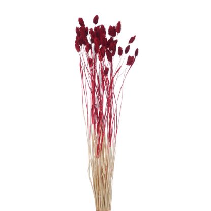 Picture of DRIED FLOWERS - PHALARIS (APPROX. 50 STEMS) DARK RED