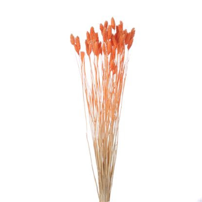Picture of DRIED FLOWERS - PHALARIS (APPROX. 50 STEMS) ORANGE