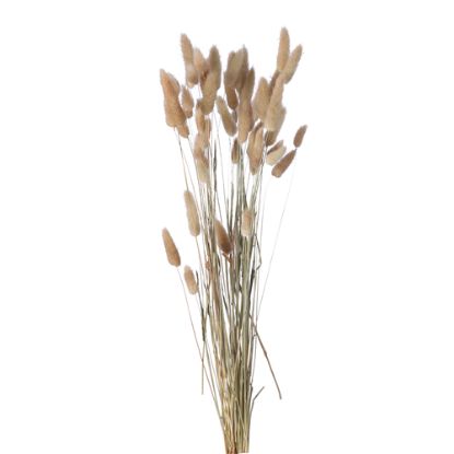 Picture of DRIED FLOWERS - LAGURUS (APPROX. 50 STEMS) NATURAL