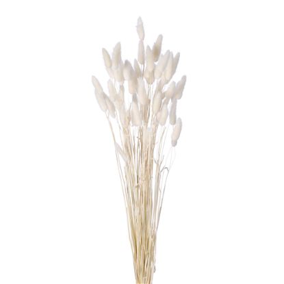 Picture of DRIED FLOWERS - LAGURUS (APPROX. 50 STEMS) IVORY/WHITE