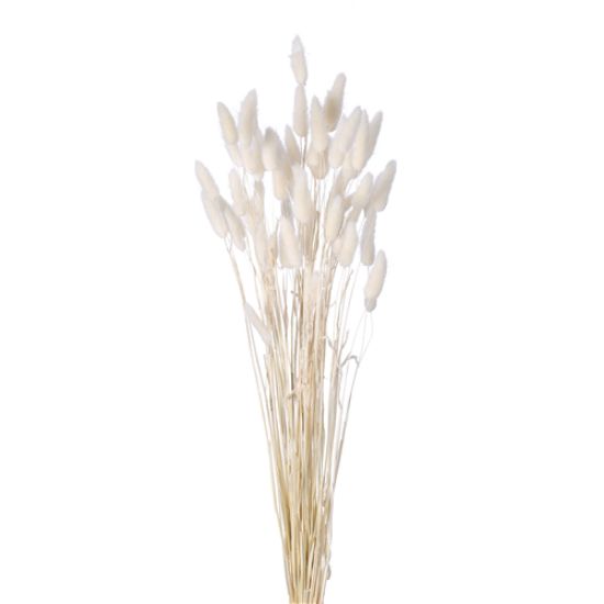 Picture of DRIED FLOWERS - LAGURUS (APPROX. 50 STEMS) IVORY/WHITE