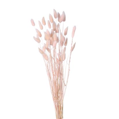 Picture of DRIED FLOWERS - LAGURUS (APPROX. 50 STEMS) LIGHT PINK