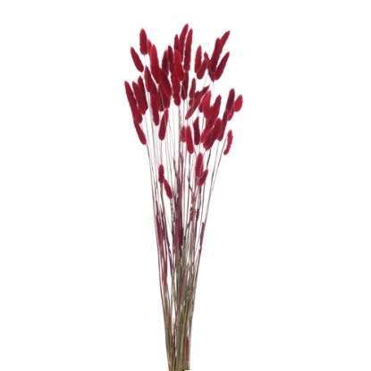 Picture of DRIED FLOWERS - LAGURUS (APPROX. 50 STEMS) DARK RED