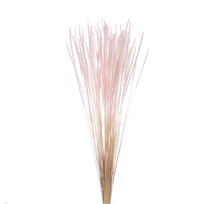 Picture of DRIED FLOWERS - SILK WORMS GRASS (APPROX. 60grams) LIGHT PINK
