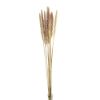 Picture of DRIED FLOWERS - PAMPAS GRASS (10 stems) NATURAL