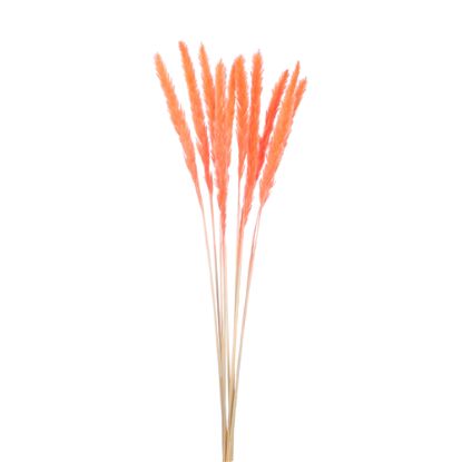 Picture of DRIED FLOWERS - PAMPAS GRASS (10 stems) LIGHT ORANGE