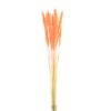 Picture of DRIED FLOWERS - PAMPAS GRASS (10 stems) LIGHT ORANGE