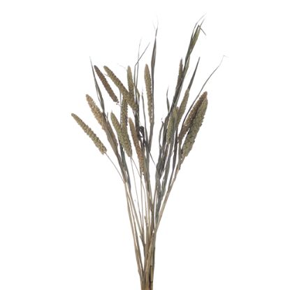 Picture of DRIED FLOWERS - MILLET (10 stems) NATURAL