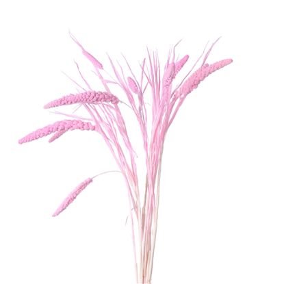 Picture of DRIED FLOWERS - MILLET (10 stems) LIGHT PINK