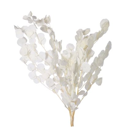 Picture of DRIED FLOWERS - EUCALYPTUS 65cm (100 grams) BLEACHED