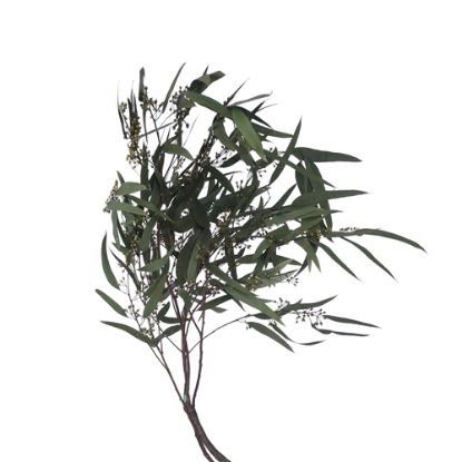 Picture of DRIED FLOWERS - EUCALYPTUS WILLOW LEAF 70cm (100 grams) GREEN