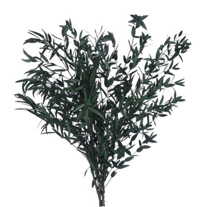 Picture of DRIED FLOWERS - EUCALYPTUS SHARP LEAF 70cm (100 grams) GREEN