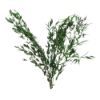 Picture of DRIED FLOWERS - EUCALYPTUS SHARP LEAF 70cm (100 grams) GREEN
