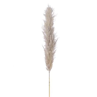 Picture of DRIED FLOWERS - PAMPAS GRASS 118cm (5 stems) NATURAL