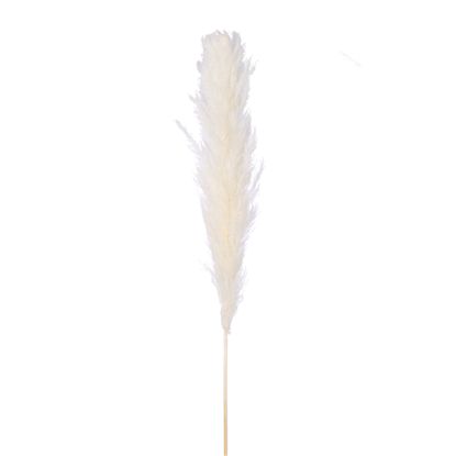 Picture of DRIED FLOWERS - PAMPAS GRASS 118cm (5 stems) IVORY