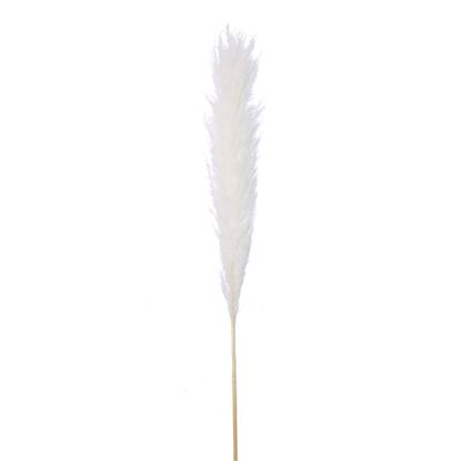 Picture of DRIED FLOWERS - PAMPAS GRASS 118cm (5 stems) IVORY/WHITE