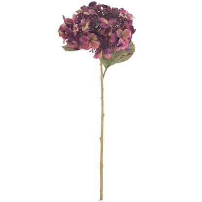 Picture of 52cm LARGE BUDDING HYDRANGEA DRY COLOUR BURGUNDY