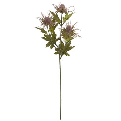 Picture of 66cm ERYNGIUM (SEA HOLLY) SPRAY DRY COLOUR LILAC/PURPLE