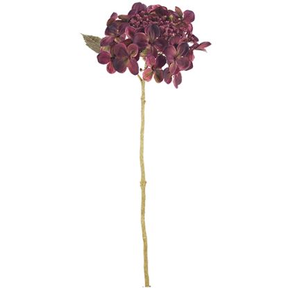 Picture of 52cm BUDDING HYDRANGEA DRY COLOUR BURGUNDY