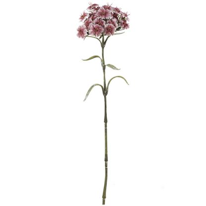 Picture of 55cm DIANTHUS SPRAY DRY COLOUR PINK