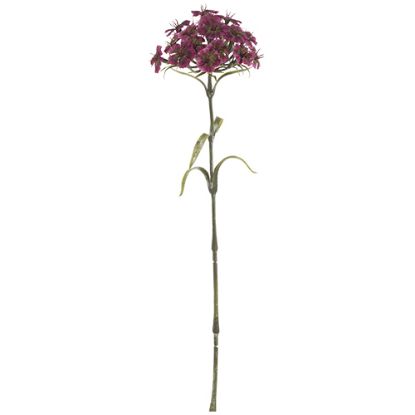 Picture of 55cm DIANTHUS SPRAY DRY COLOUR BURGUNDY