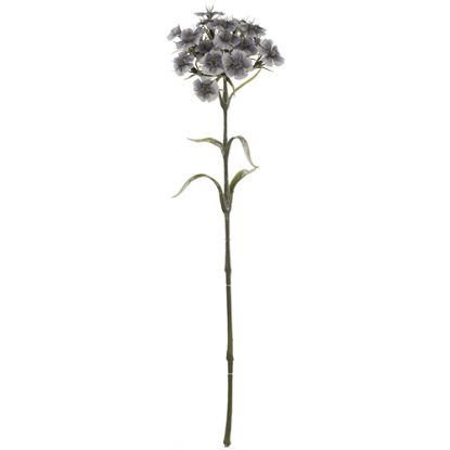 Picture of 55cm DIANTHUS SPRAY DRY COLOUR GREY