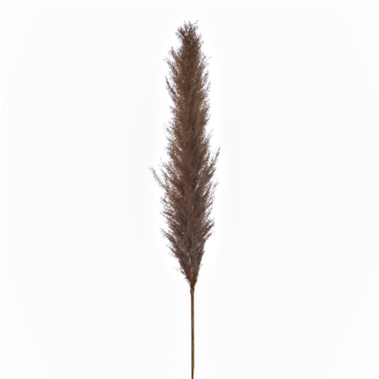 Picture of DRIED FLOWERS - PAMPAS GRASS 118cm (5 stems) BROWN