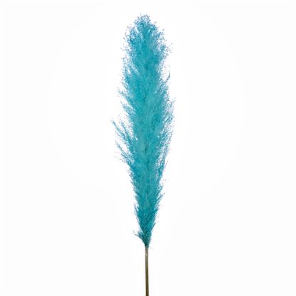Picture of DRIED FLOWERS - PAMPAS GRASS 118cm (5 stems) TURQUOISE