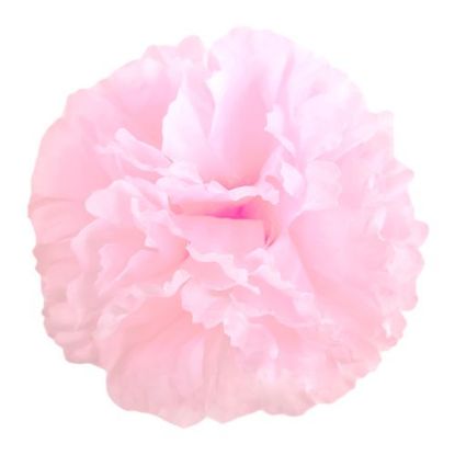 Picture of CARNATION PICK BABY PINK X 144pcs (IN POLYBAG)
