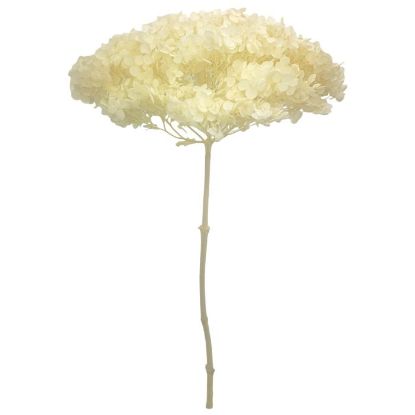 Picture of SINGLE LARGE DRIED HYDRANGEA IVORY