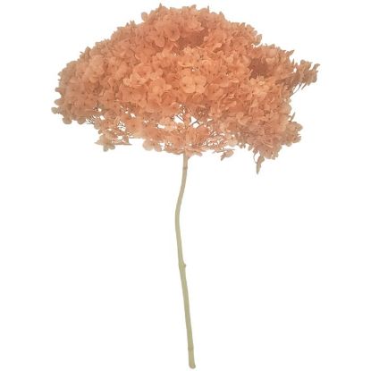 Picture of SINGLE LARGE DRIED HYDRANGEA VINTAGE PINK