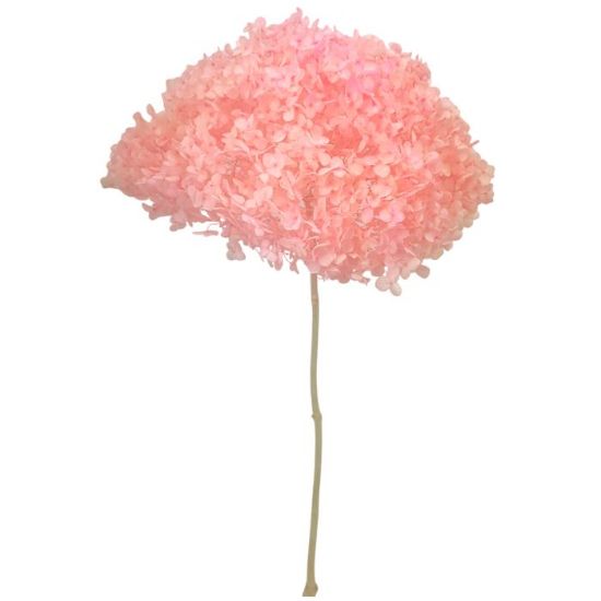 Picture of SINGLE LARGE DRIED HYDRANGEA LIGHT PINK