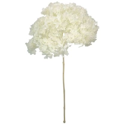 Picture of SINGLE LARGE DRIED HYDRANGEA BLEACHED WHITE