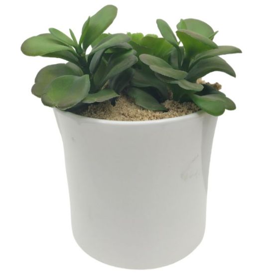 Picture of SUCCULENTS IN 13cm IVORY POT